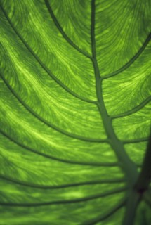LANDSCAPE, Trees, Details, Green leaf showing the veins