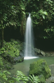 WEST INDIES, St Lucia, Trois Pitons National Park, The Emerald Pool waterfall entering rainforest