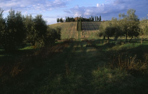 ITALY, Tuscany, Landscape , Rural landscape with an avenue of cypress trees leading to hill top