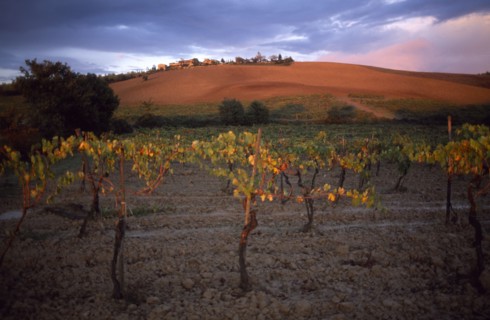 ITALY, Tuscany, Chianti, Vines at sunset with a ploughed field on the hillside behind.