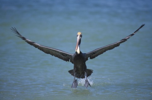 BIRD, Single, In Flight, "Marco Island in Florida.  Pelican, Pelican Occidentalis, in flight low