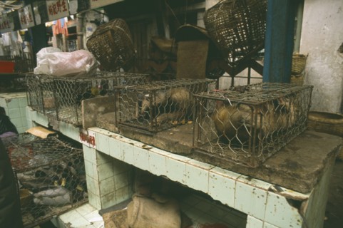 CHINA, Guangdong, Guangzhou, Caged badgers in the market for sale as food