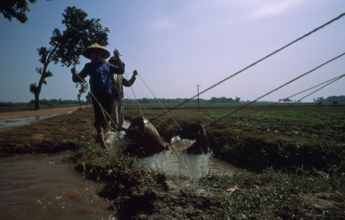 VIETNAM, Agriculture, Irrigation, Irrigating paddy fields along the road to Ha Bac.