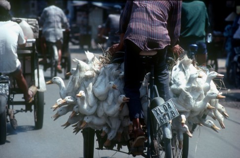 VIETNAM, Ho Chi Minh City, "Near Cholon market in district 5.  Cyclo loaded with ducks, viewed from