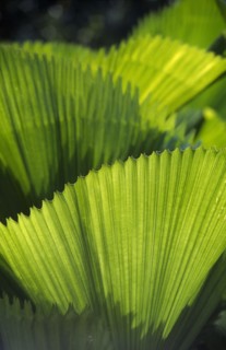 MALAYSIA, Kedah, Langkawi, Detail of fan palm leaves lit by the sun from behind