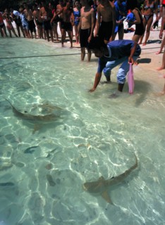 MALAYSIA, Kedah, Langkawi, Pulau Paya marine national park with tourists watching the hand feeding