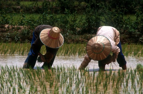 CAMBODIA, Prey Veng, Transplanting rice north of Prey Veng.
