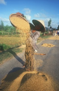 VIETNAM, Tam Ky, Woman winnowing rice on a roadway.