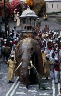 SRI LANKA, Kandy, "The Esala Perahera honouring the sacred Buddhist tooth relic of Kandy.  The