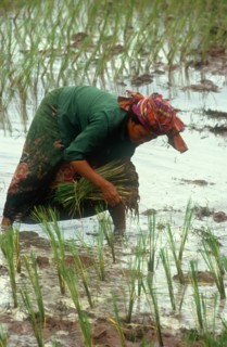 CAMBODIA, Kompong Trach, Khmer Rouge village woman planting rice.