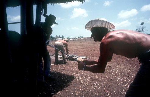 CUBA, Holguin, Los Angeles, Men branding cattle held in a cage on a ranch