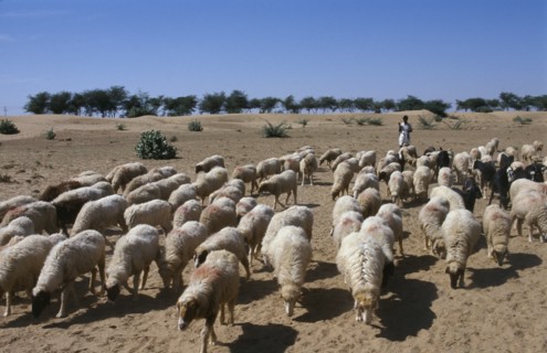 INDIA, Rajasthan, Agriculture, Shepherd with flock of sheep and goats in barren landscape.