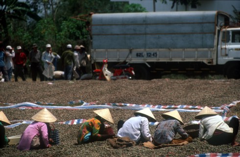 VIETNAM, Farming, Women sorting soya beans by hand on the ground.