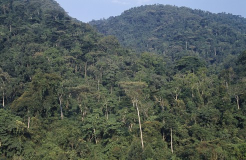 UGANDA, Bwindi National Park, View over dense forest area.