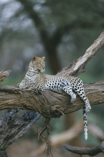 KENYA, Samburu, Animals, Leopard. Single animal lying on tree branch.