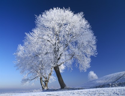 WEATHER, Winter, Snow, "Northern Ireland, Armagh.  Navan Fort in Winter with two trees thickly