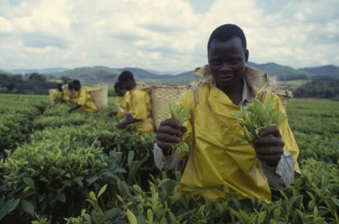 MALAWI, Industry, Workers on tea plantation.