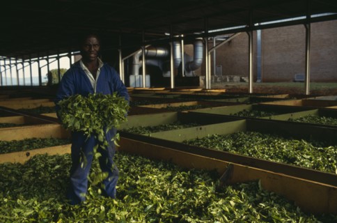 MALAWI, Industry, Worker holding bundle of tea standing in drying leaves.