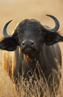 KENYA, Masai Mara, African Buffalo or Syncerus Catter. Single animal face on with head backlit.