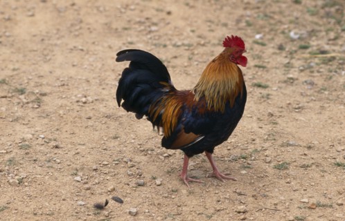 AGRICULTURE, Livestock, Poultry, Strutting cockerel scratching in yard.