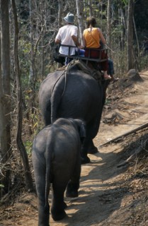 THAILAND, North, Chiang Mai, Young couple trekking on elephant through the jungle south of Chiang