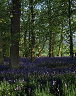 PLANT, Flower, Bluebells, Woodland area with bluebells (Endymion non-scriptus).