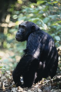 ANIMALS, Apes, Chimpanzee, "Tanzania, Mahale Mountains.  Male chimpanzee (Pan troglodites) seated
