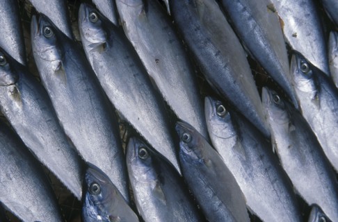 THAILAND, South, Hua Hin, Detail of fish laid out to dry