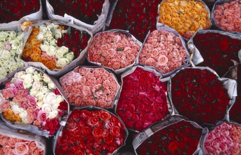 THAILAND, North, Chiang Mai, "Praisani Road flower market.  Close view of tightly packed bunches of