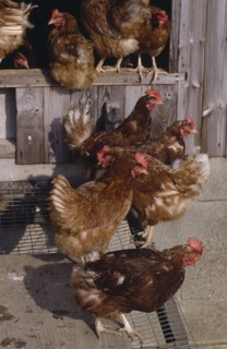 AGRICULTURE, Farming, Poultry, Free range hens exiting their coop.