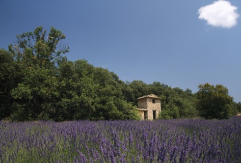 FRANCE, Provence Cote D Azur, Nr Digne-les-Bains, View over lavender field toward small stone