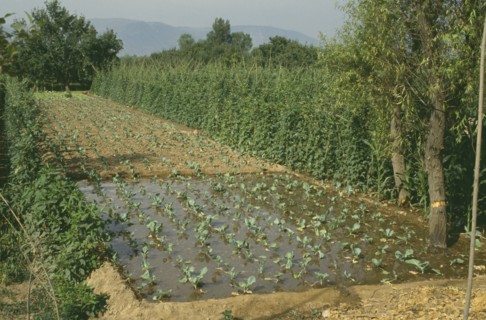 CHINA, Gansu,  Lanzhou, Irrigated fields with lines of crops growing on dry land and partial