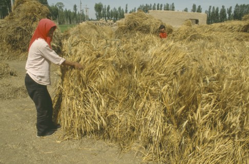 CHINA, Ningxia Province, Adult and child bundling stacks of wheat.