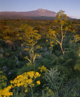 ITALY, Sicily, Mount Etna, View over wild flowers and fennel toward the Volcano.