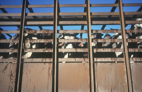 CUBA, Camaguey, Ciego de Avila, Cattle in a truck looking through the side railings