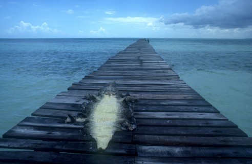 CUBA, Ciego de Avila, Cayo Guillermo, Caiman skin drying in the sun on an old wooden jetty