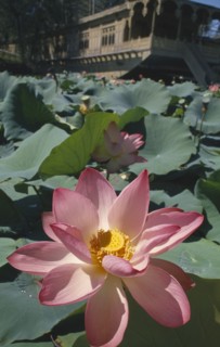 INDIA, Jammu and Kashmir, Srinigar, Nagin Lake. Close up of Lotus flower with houseboat behind