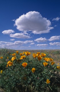 USA, Nevada, South of Bolder City, Bright yellow flowers in a field with white fluffy clouds in a