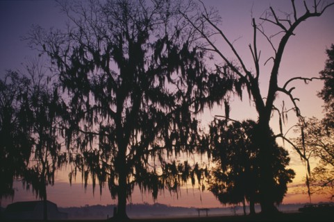 USA, Louisiana, Near Montegut, Willow trees with Spanish moss silhouetted at sunrise