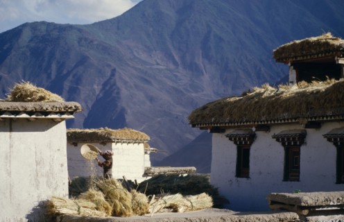 CHINA, Tibet, Yanjing, Farmer winnowing barley by mountain village farm buildings