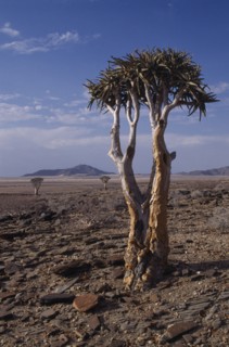 NAMIBIA, Namib Desert, Kokerboom or Quiver Tree that stores water in its thick fibrous trunk