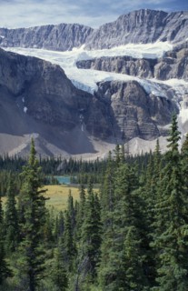 CANADA, Alberta, Icefields Parkway, Crowfoot Glacier. View over treetops and lake toward snow