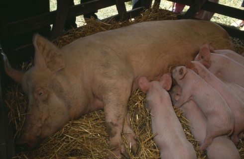FARMING, Livestock, Pigs, Sow lying down on straw in a barn with suckling piglets