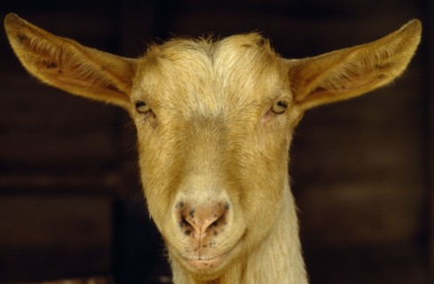 AGRICULTURE, Farming, Goats, Portrait of a Golden Guernsey goat looking at camera