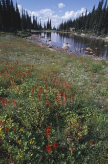 CANADA, Canadian Rockies, British Columbia, Mount Revelstoke National Park. View over wild flowers