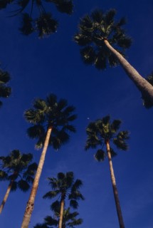 USA, Florida, View looking upwards at tall palm trees against a backdrop of blue sky