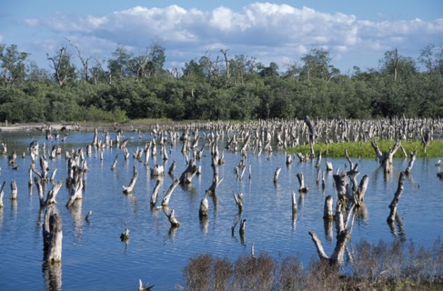 MEXICO, Yucatan, Celestun, Mangrove lagoon with dead branches protruding from the water.