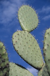 MEXICO, Teotihuacan, Close view of cacti.