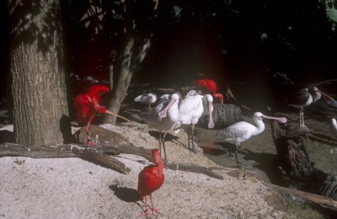 USA, Florida, Orlando, Walt Disney World Animal Kingdom. Group of Scarlet Ibis  and Spoonbill birds