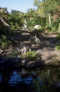 USA, Florida, Orlando, Walt Disney World Animal Kingdom. Kangaroos grazing in a shady clearing near